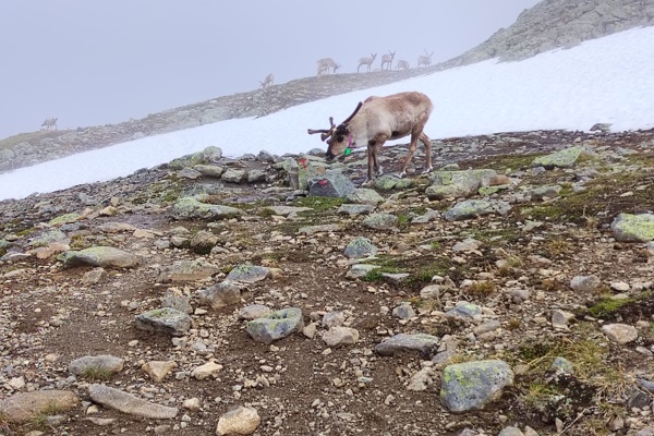 A curious reindeer bull came a bit close for my comfort.